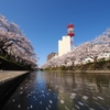 松川の桜