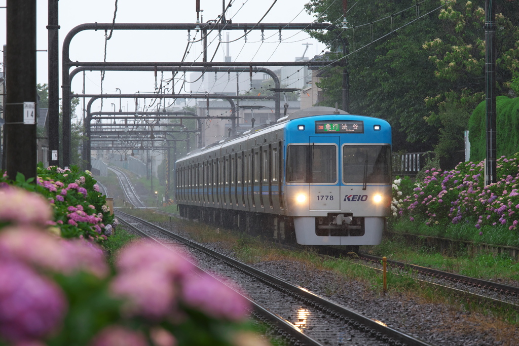 紫陽花ライン