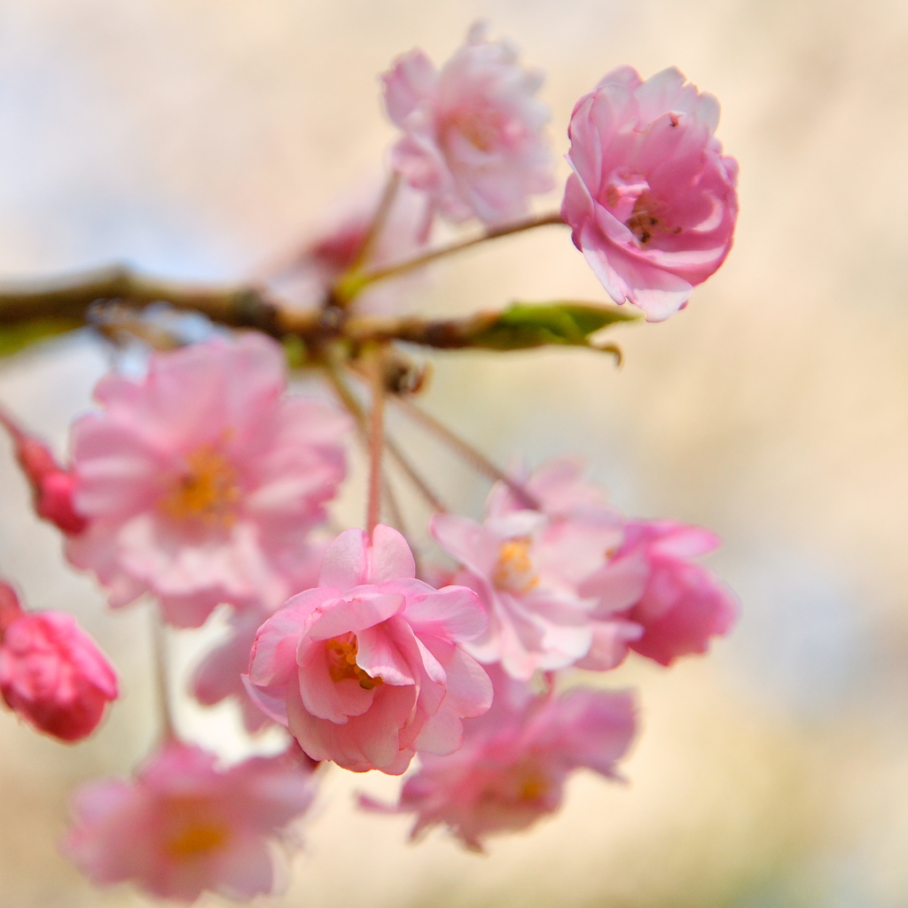 Sakura 