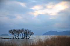 湖北の木