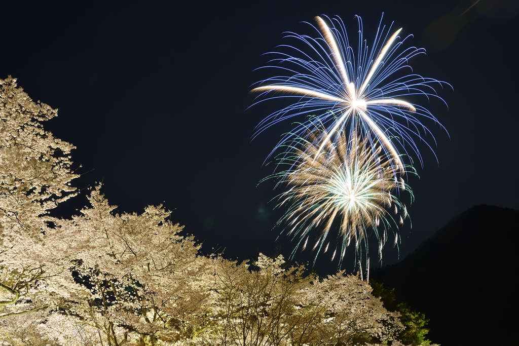 夜桜