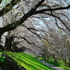 桜トンネル