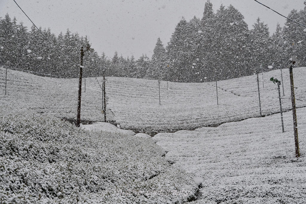 雪降る茶畑
