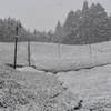 雪降る茶畑