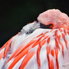 眼光 -Flamingo-
