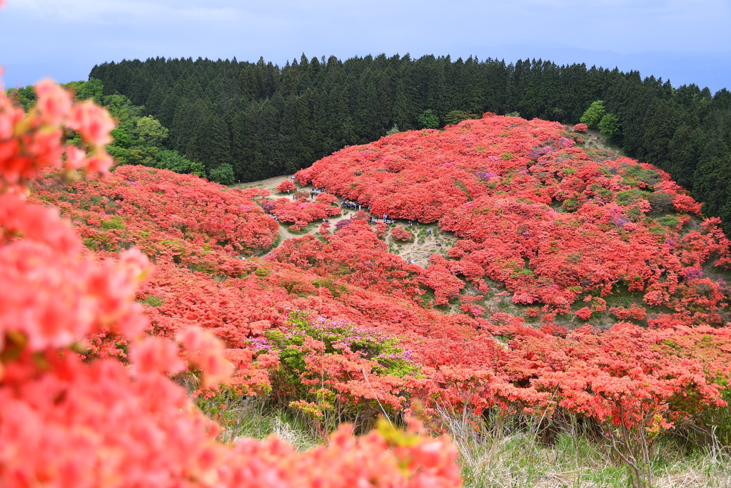 葛城山のつつじ
