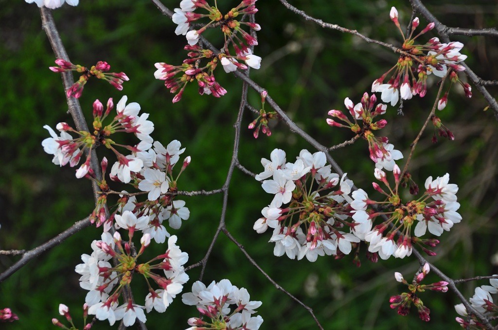 桜花火