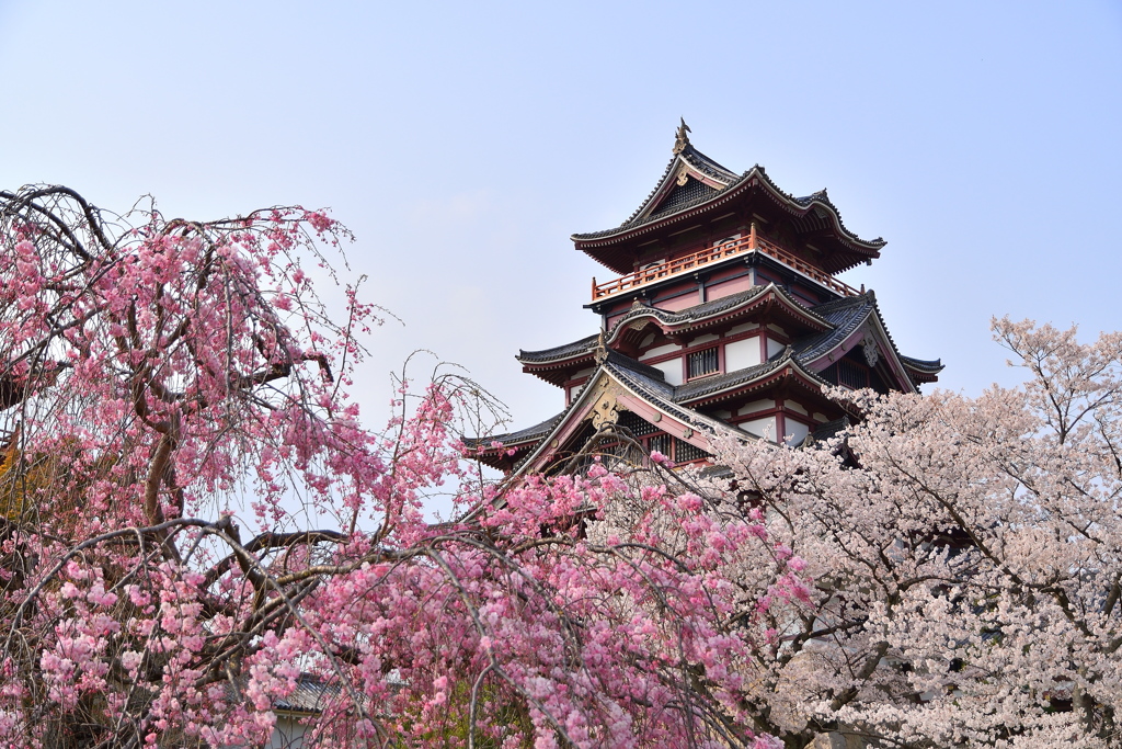 伏見桃山城の春