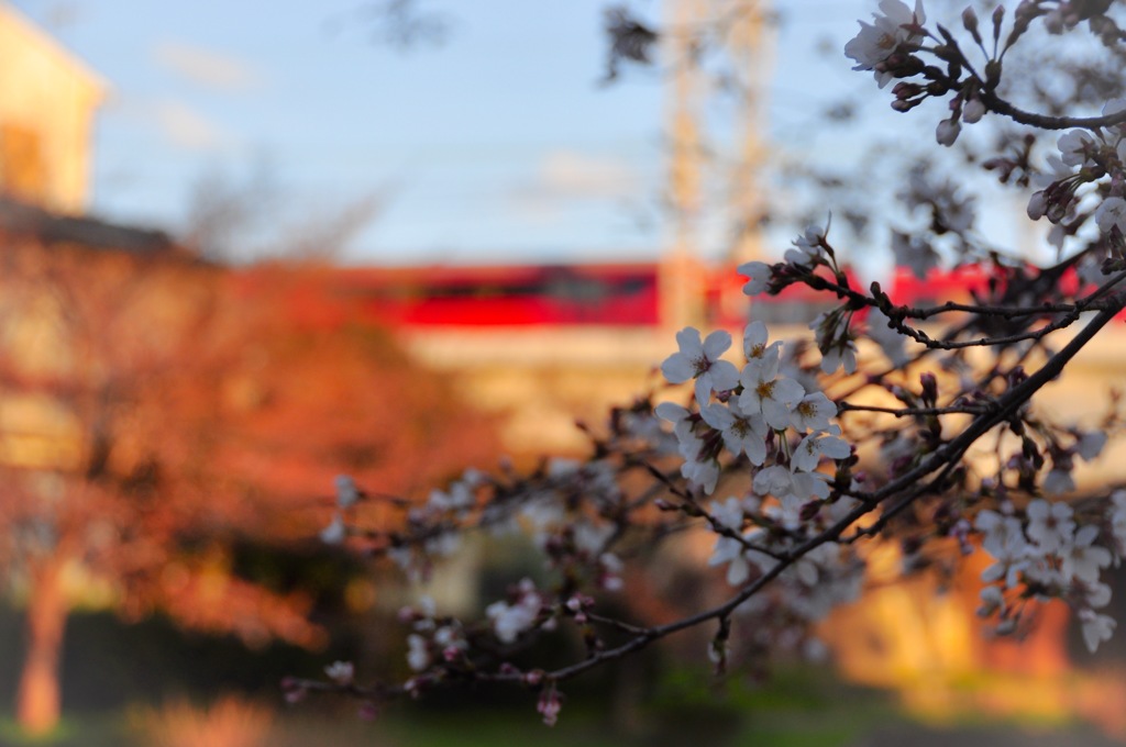 桜と電車