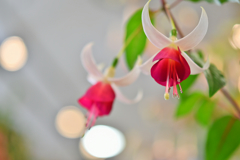 Fuchsia