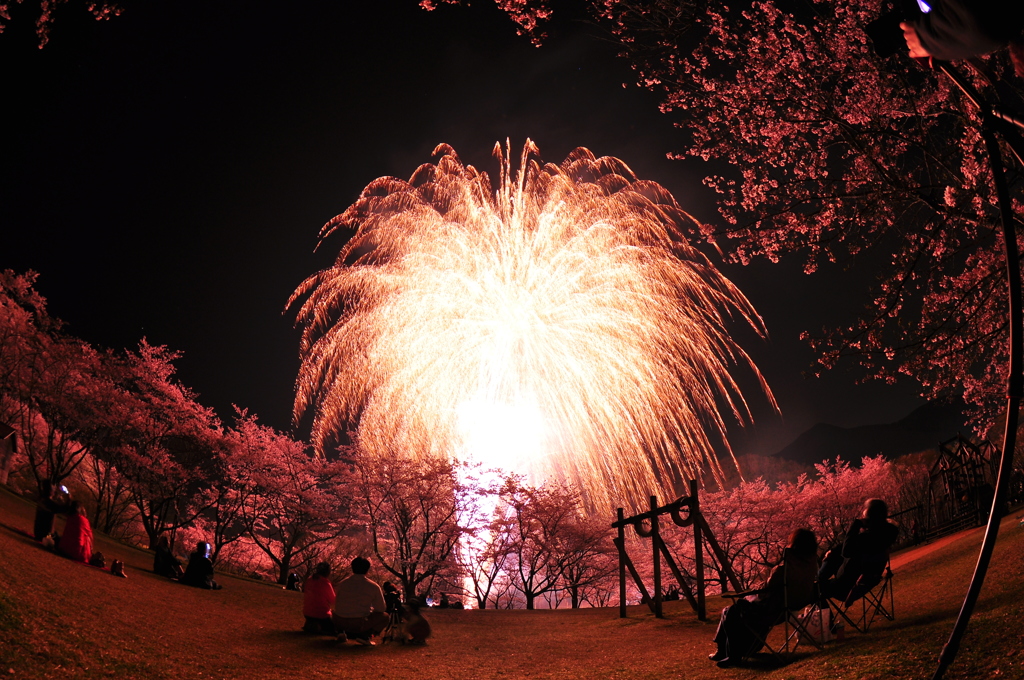 夜に咲く華