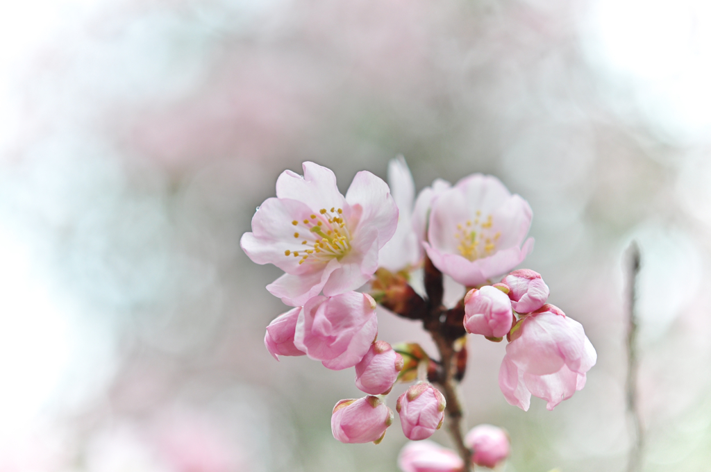 SAKURA.