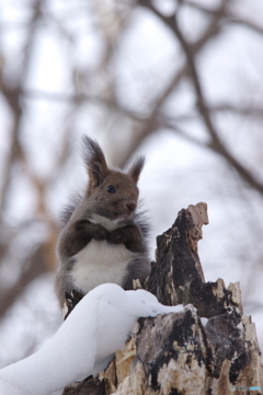 某公園での野生のリスその2