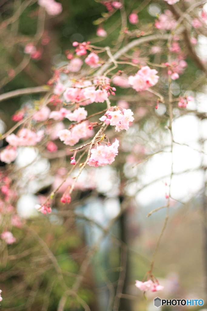 枝垂れ桜