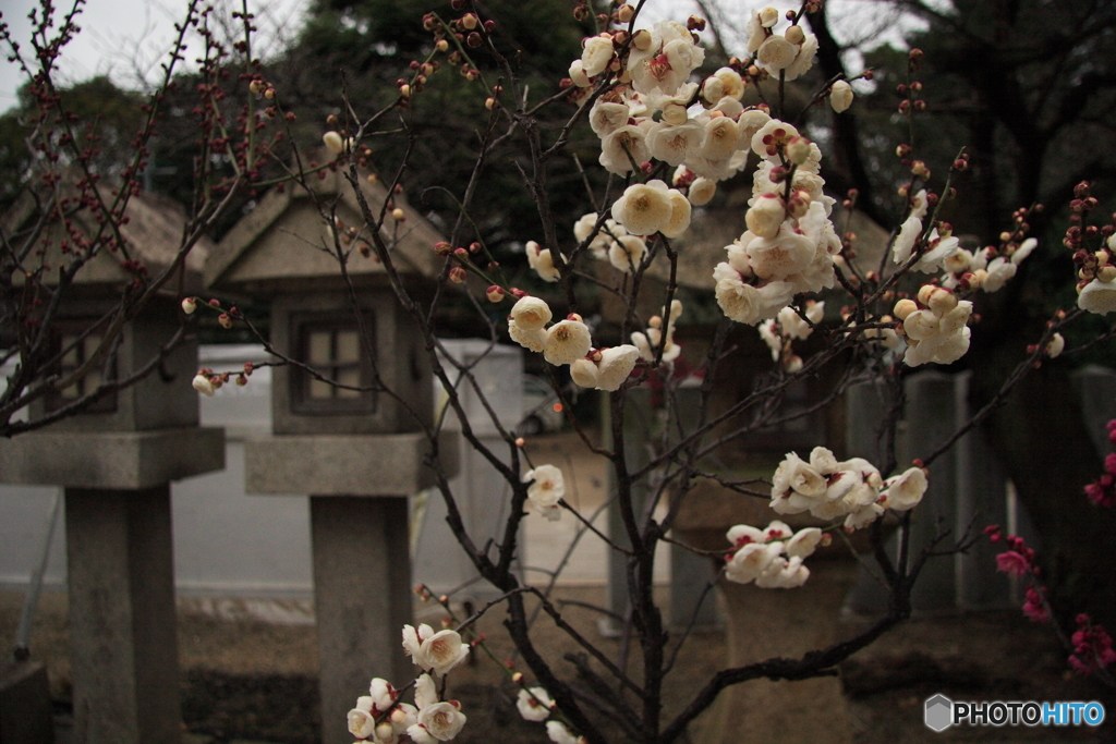 道明寺天満宮2