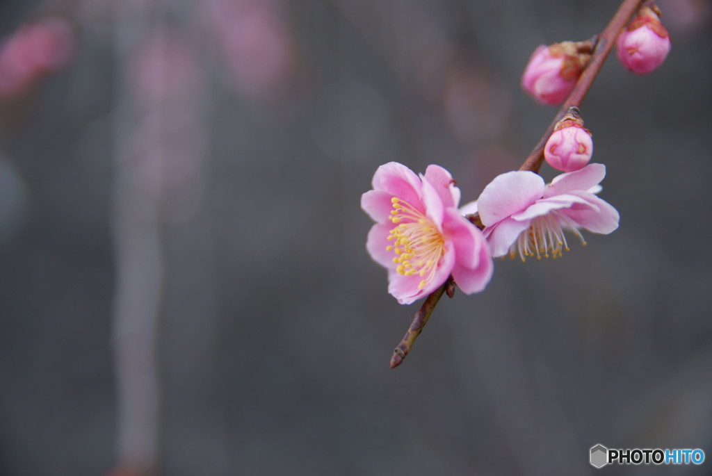 梅の花