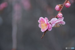 梅の花