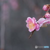梅の花