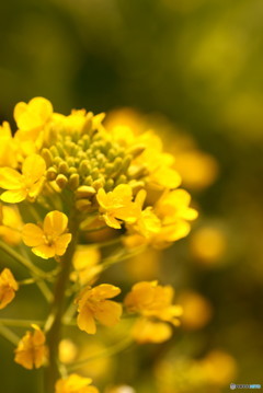 菜の花