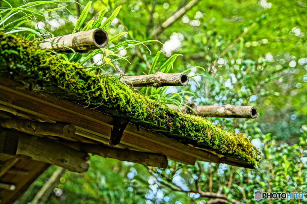 日本庭園1