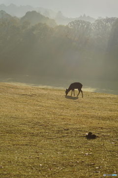 奈良公園　早朝