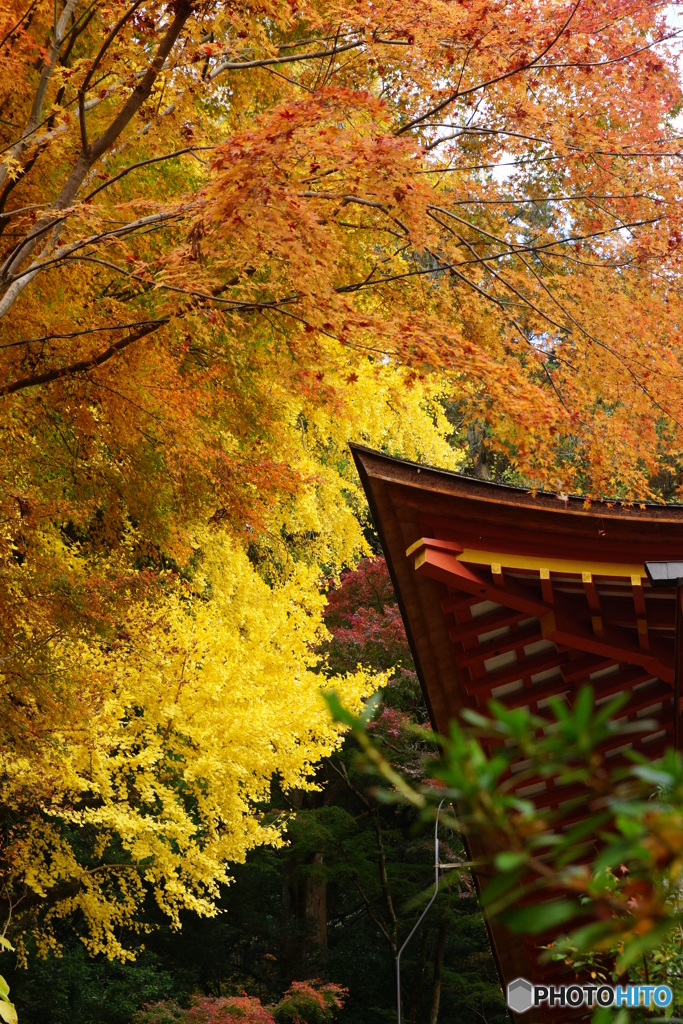 紅葉1