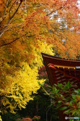 紅葉1
