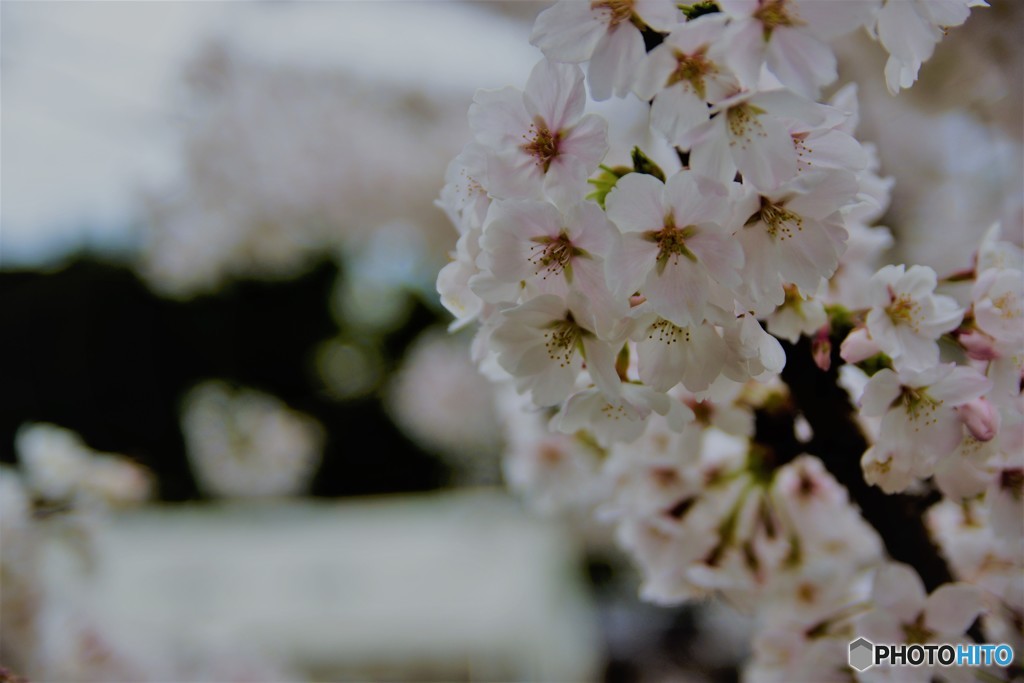 宇陀　桜2