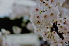 宇陀　桜2