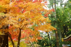 紅葉2