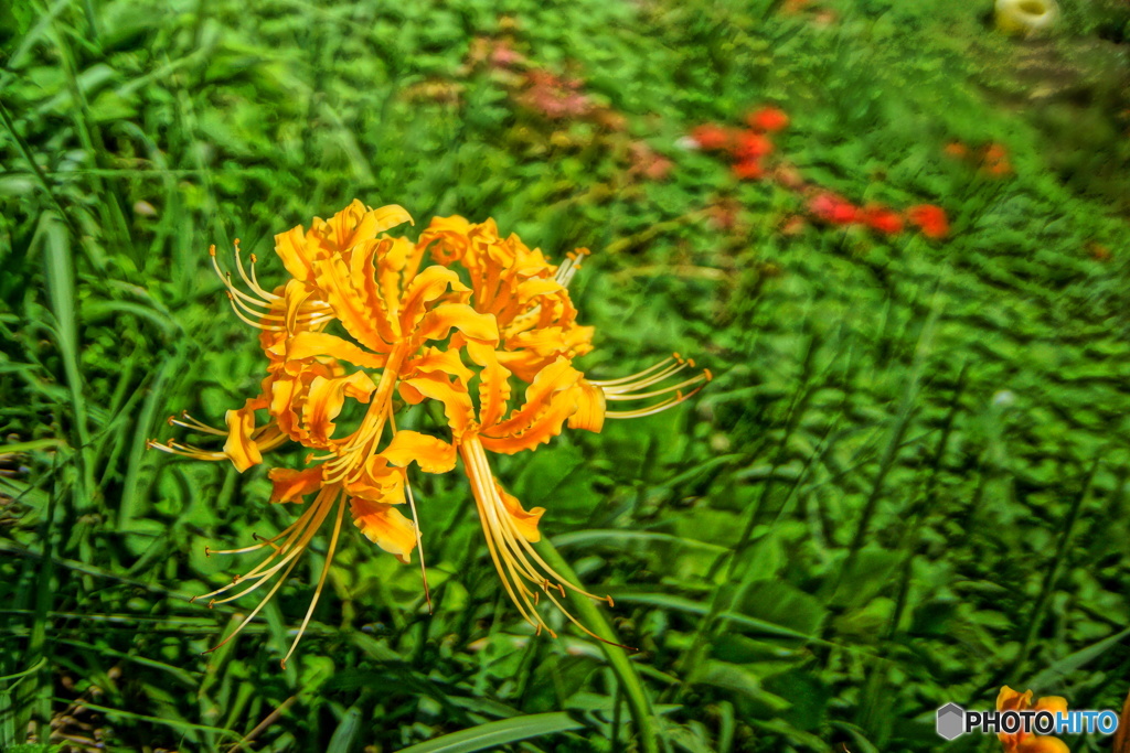 黄色　彼岸花