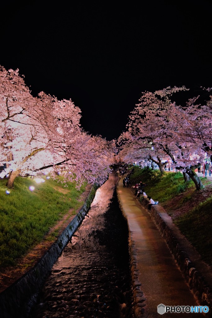 高田千本桜6