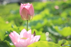 蓮2