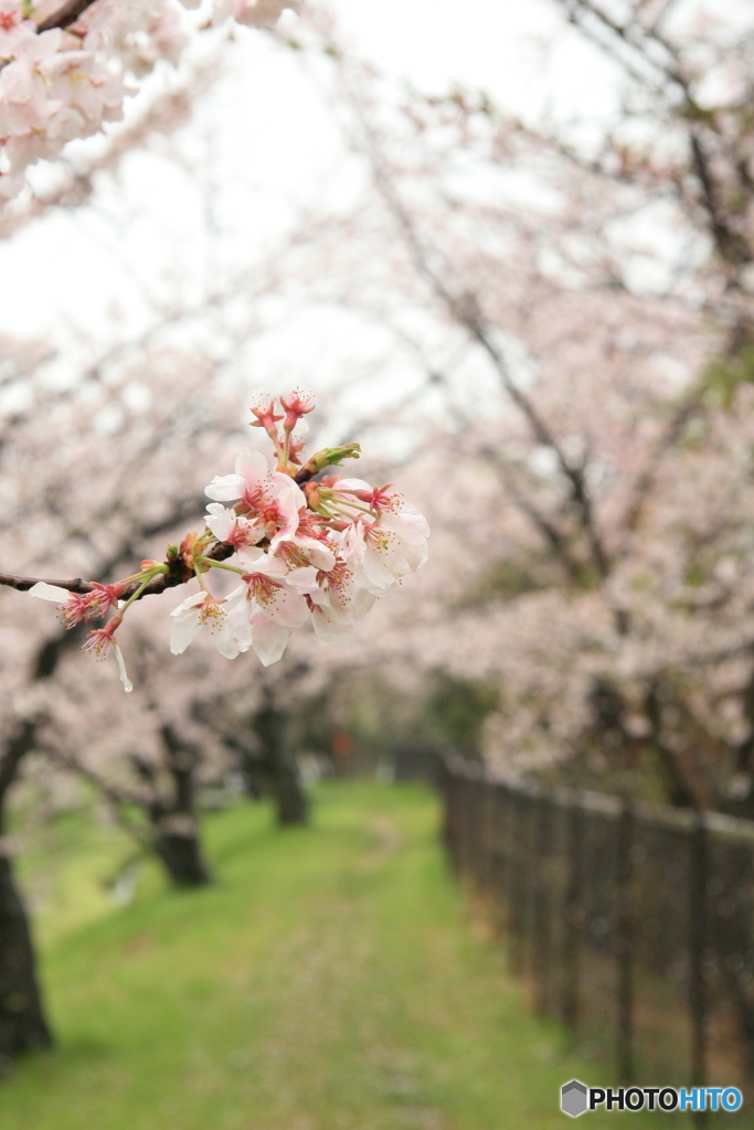 桜のトンネル　2