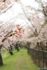 桜のトンネル　2