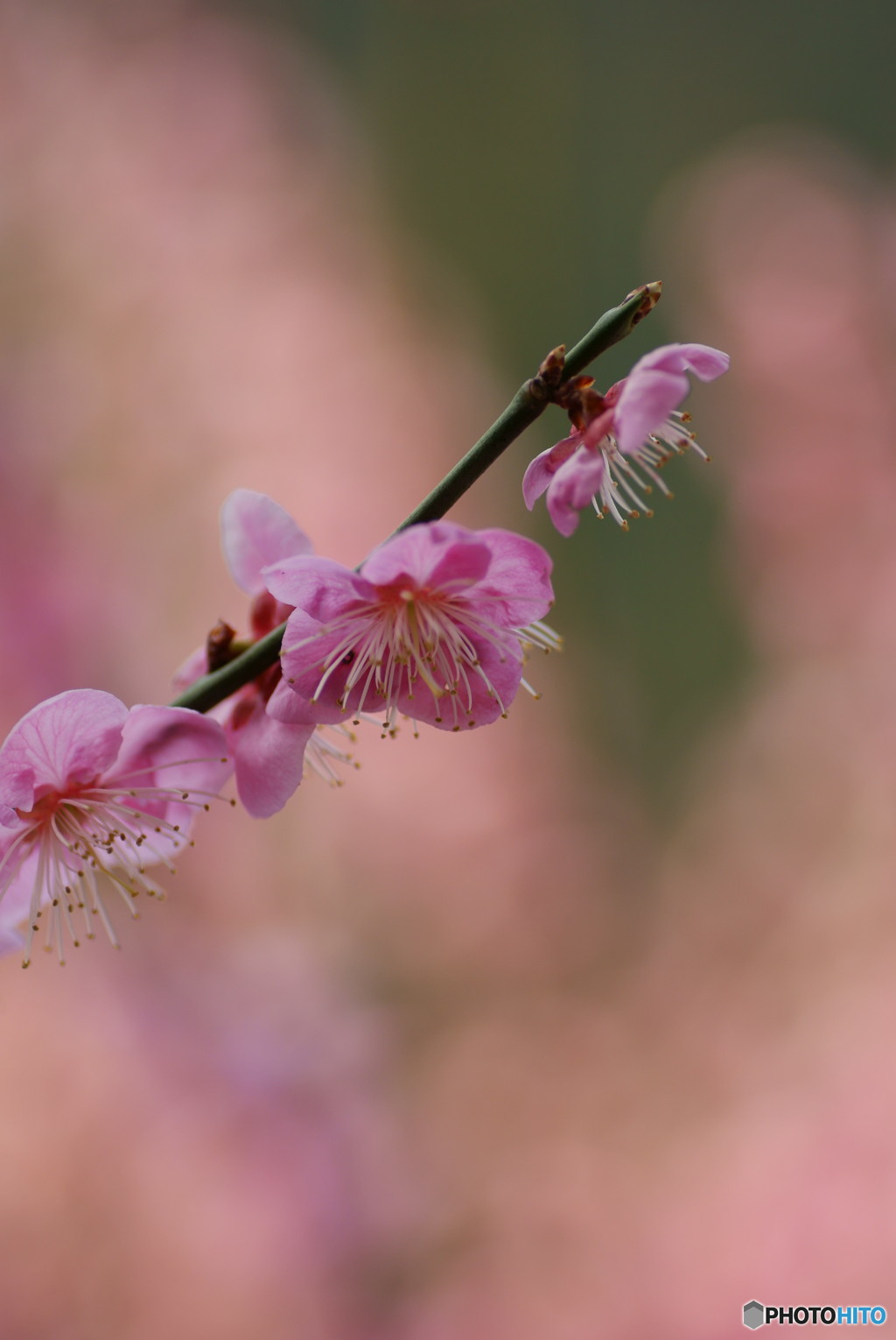 梅の花