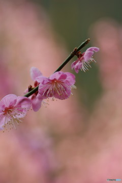梅の花