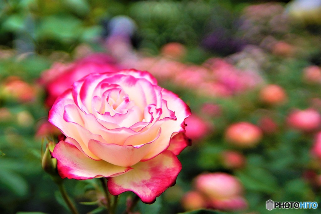 美しい　薔薇