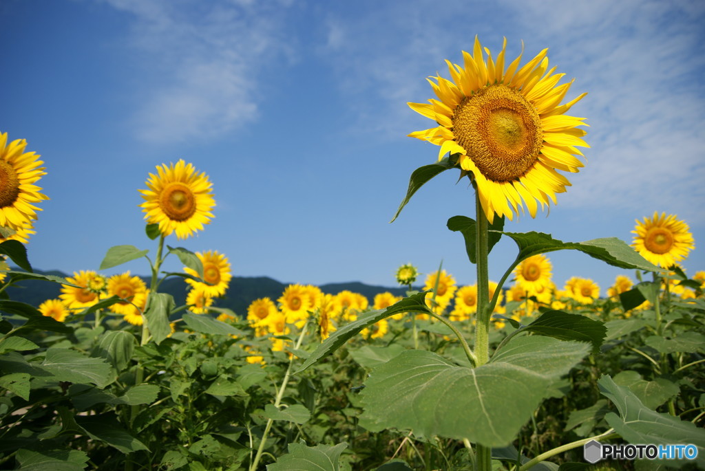 太陽に向かって