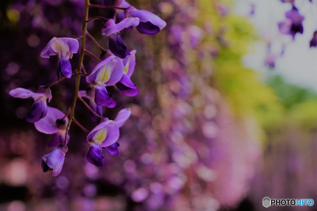 藤の花