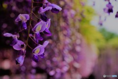 藤の花