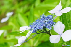 紫陽花4