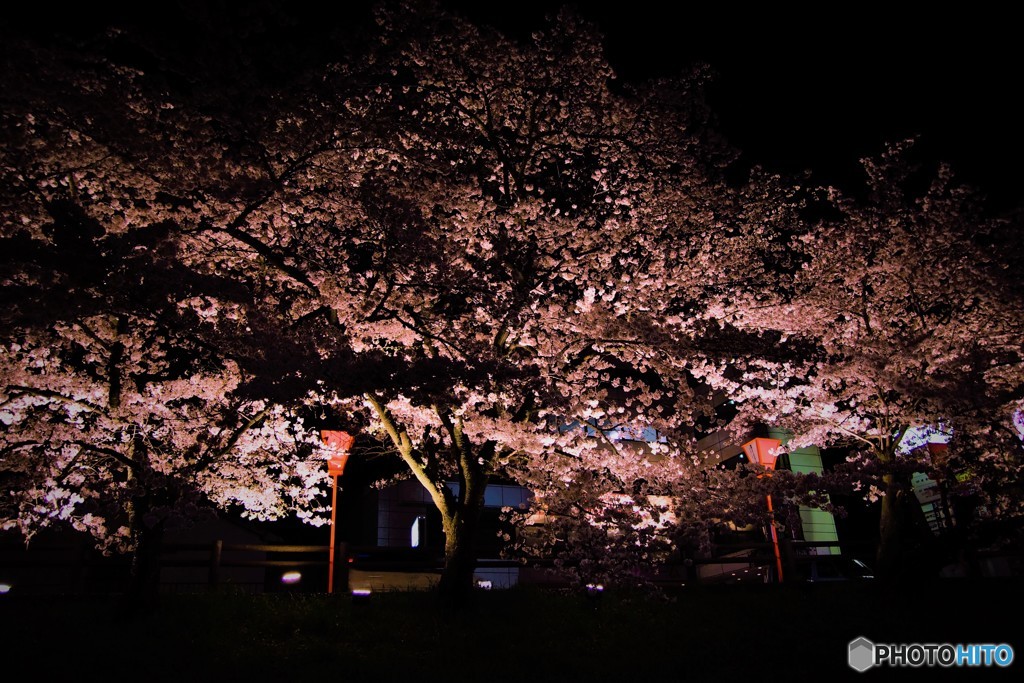 夜桜