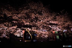 夜桜