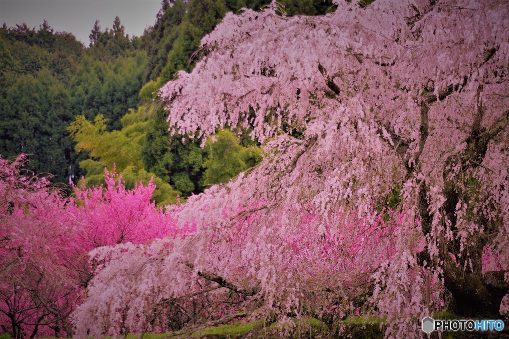 宇陀　又兵衛桜　2