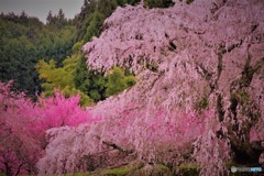 宇陀　又兵衛桜　2