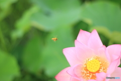 蓮と蜂