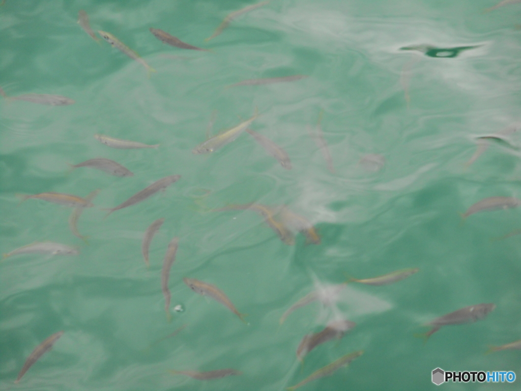 魚もいるよ！