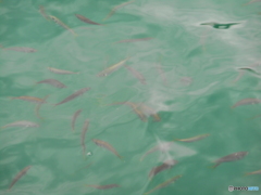 魚もいるよ！
