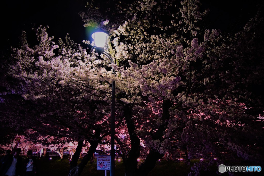 高田千本桜　2